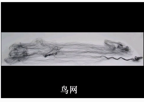 鸟 网